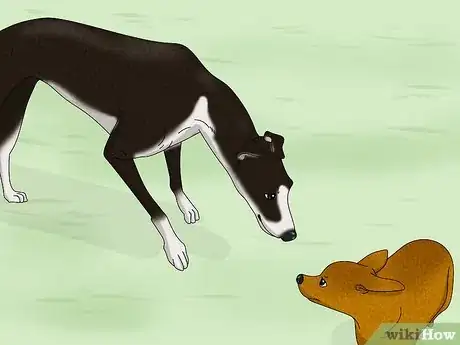 Image titled Identify a Greyhound Step 12