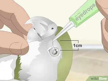 Image titled Apply Eye Drops in a Parrot's Eye Step 9