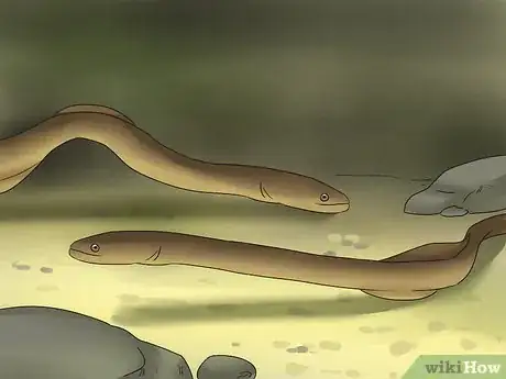 Image titled Catch Eels Step 10