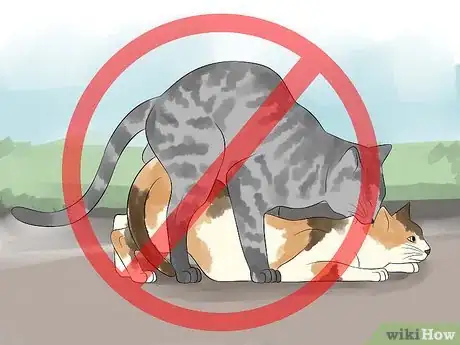 Image titled Breed Cats Step 11