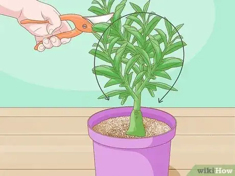 Image titled Grow Adeniums Step 15