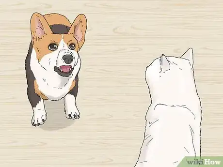 Image titled Identify a Pembroke Welsh Corgi Step 12