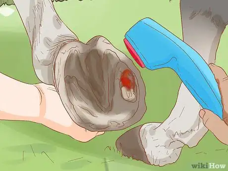 Image titled Identify a Hoof Abscess in Horses Step 11