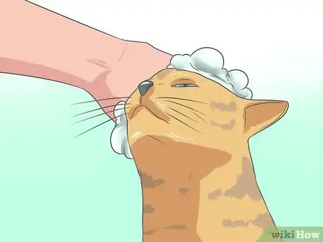 Image titled Recognize and Treat Ringworm in Cats Step 11