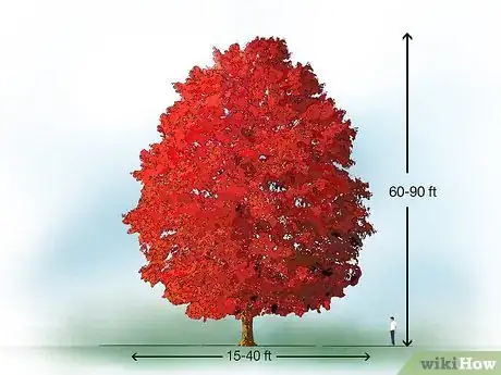 Image titled Identify Common Species of Maple Trees Step 12