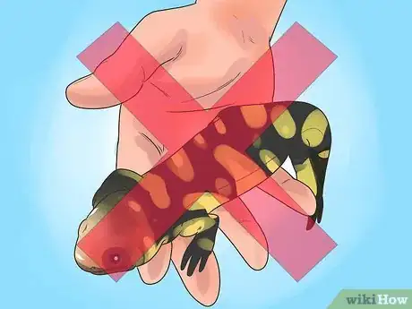 Image titled Take Care of Tiger Salamanders Step 8
