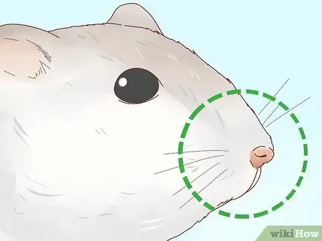 Image titled Care for Winter White Dwarf Hamsters Step 15