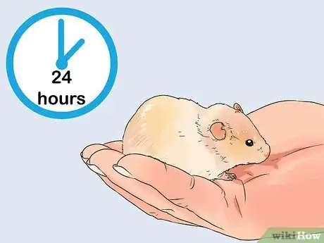 Image titled Diagnose and Treat Allergies in Hamsters Step 7