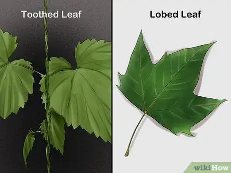 Image titled Identify Trees by Leaves Step 4