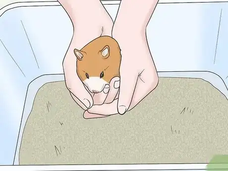 Image titled Hold a Hamster Step 6