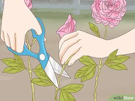 Image titled Get Peonies to Bloom Step 5