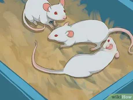 Image titled Breed Mice Step 8