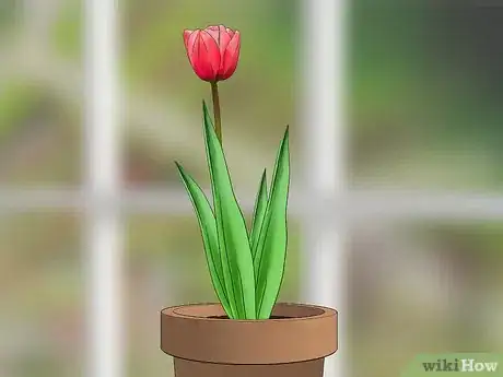 Image titled Grow Tulips in Pots Step 10