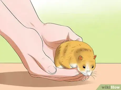 Image titled Train a Hamster Not to Bite Step 12