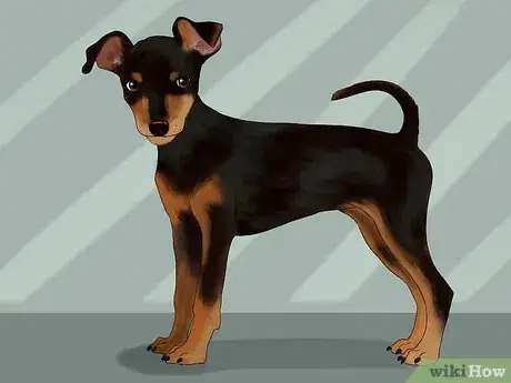 Image titled Identify a Miniature Pinscher Step 1