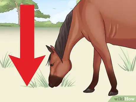 Image titled Help a Horse With Choke Step 5