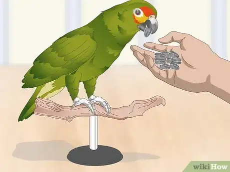 Image titled Feed an Amazon Parrot Step 6