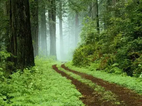 Image titled Forest