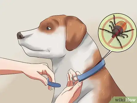 Image titled Prevent Ticks on Dogs Step 7