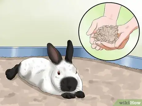 Image titled Care for Californian Rabbits Step 10
