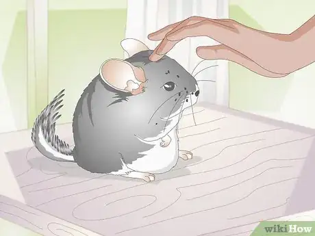 Image titled Breed Chinchillas Step 12