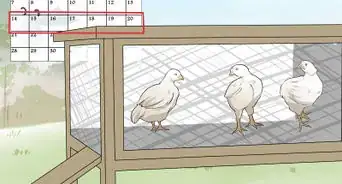 Train Chickens to Return to Their Coop