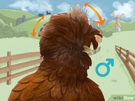 Image titled Male vs Female Polish Chickens Step 1