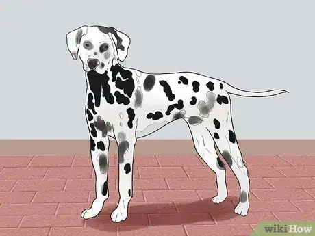 Image titled Learn Breeds of Dogs Step 8