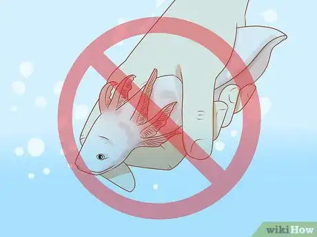Image titled Care for an Axolotl Step 10