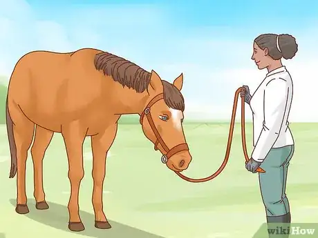 Image titled Teach a Horse to Bow Step 7