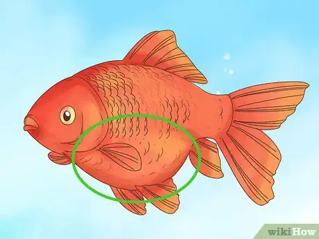 Image titled Tell if a Goldfish Is Pregnant Step 8