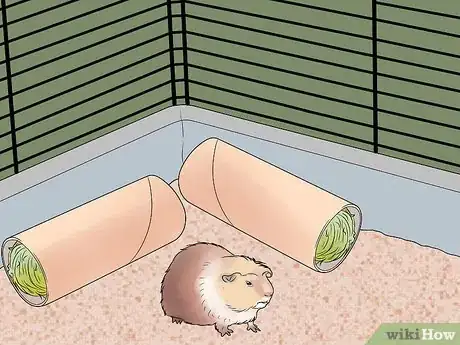 Image titled Get Your Guinea Pig to Lose Weight Step 15