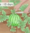 Grow Watermelons
