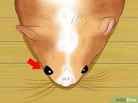 Image titled Help a Hamster With Sticky Eye Step 3