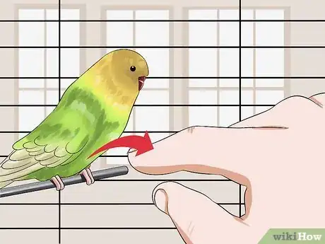 Image titled Train Your Budgie Step 4