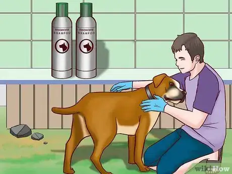 Image titled Prevent Ringworm in Dogs Step 14