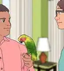 Care for a Molting Parrot