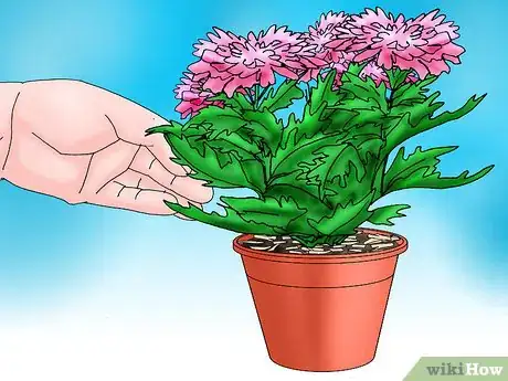 Image titled Root Chrysanthemum Cuttings Step 15