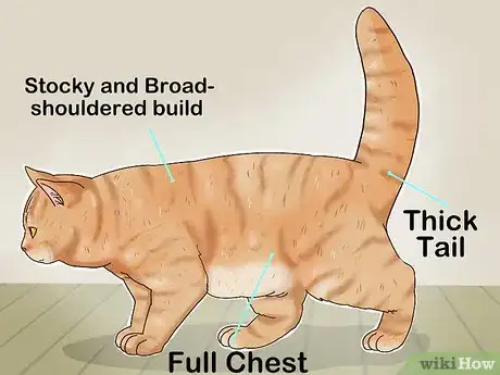 Image titled Identify a British Shorthair Cat Step 2