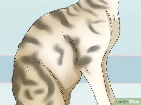 Image titled Identify a Tabby Cat Step 3