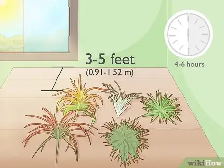 Image titled Care for Air Plants Indoors Step 1