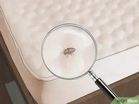 Image titled Check for Bedbugs Step 6