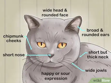 Image titled Identify a British Shorthair Cat Step 1