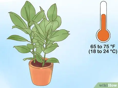 Image titled Care for Ficus Step 1