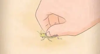 Feed a Grasshopper