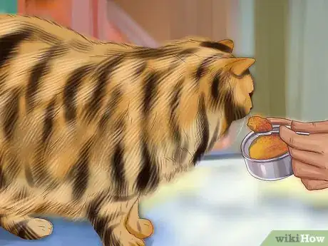 Image titled Feed Different Diets to Multiple Cats Step 5