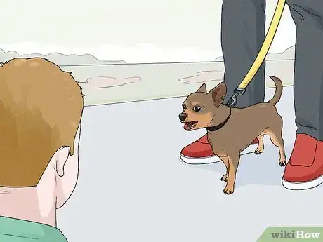 Image titled Identify a Chihuahua Step 13