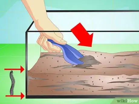 Image titled Make a Millipede Habitat Step 2