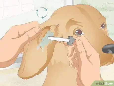 Image titled Clean Your Dog's Ears During a Yeast Infection Step 13