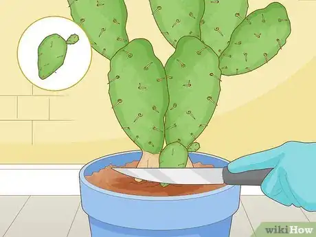 Image titled Root Cactus Step 4